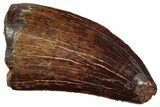 Serrated, Carcharodontosaurus Tooth - Feeding Worn Tip #241397-1